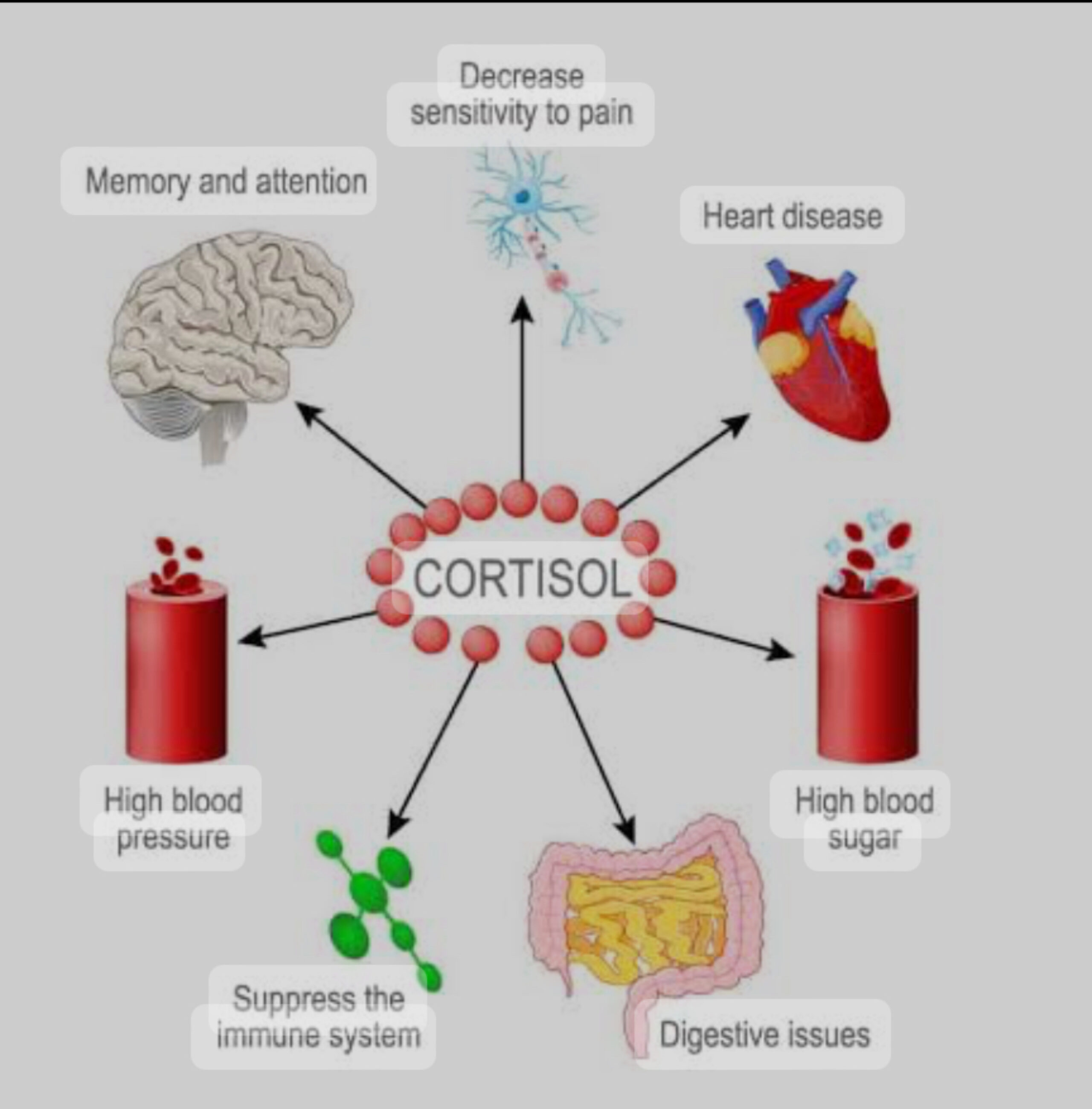 What is Cortisol and What Does it Do? Understanding the Stress Hormone