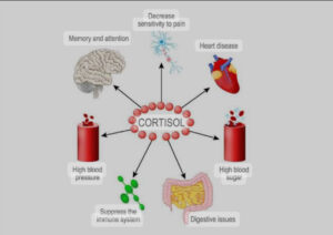 Read more about the article What is Cortisol and What Does it Do? Understanding the Stress Hormone